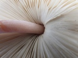 Leucocoprinus cepistipes image