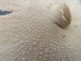 Leucocoprinus cepistipes image