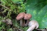 Lactarius vinaceorufescens image