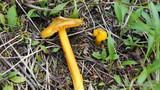 Hygrocybe acutoconica image