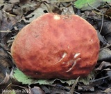 Xerocomus illudens image