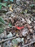Fistulina hepatica image