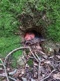 Fistulina hepatica image