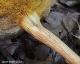 Xerocomus illudens image