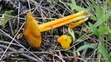 Hygrocybe acutoconica image
