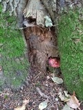 Fistulina hepatica image