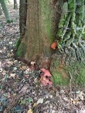 Fistulina hepatica image