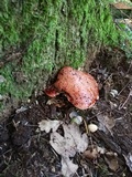 Fistulina hepatica image