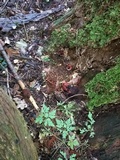 Fistulina hepatica image