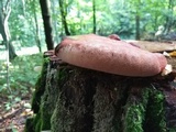 Fistulina hepatica image
