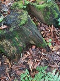 Fistulina hepatica image