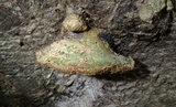 Daedalea quercina image