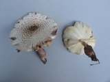 Leucoagaricus americanus image