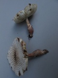 Leucoagaricus americanus image