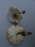 Leucoagaricus americanus image