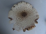 Leucoagaricus americanus image