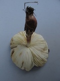 Leucoagaricus americanus image