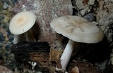 Clitocybe americana image