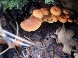 Xeromphalina enigmatica image