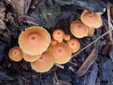 Xeromphalina enigmatica image