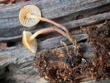 Xeromphalina enigmatica image