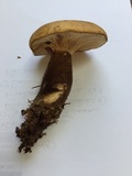 Tapinella atrotomentosa image