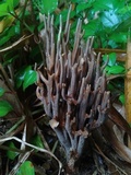 Ramaria cyanocephala image