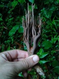 Ramaria cyanocephala image