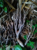 Ramaria cyanocephala image