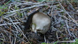 Helvella leucomelaena image