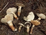 Tricholoma mesoamericanum image