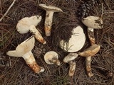 Tricholoma mesoamericanum image