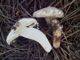 Tricholoma mesoamericanum image