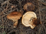 Tricholoma focale image