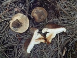 Tricholoma focale image