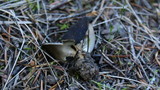 Helvella leucomelaena image