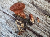 Suillus lakei image
