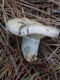 Lactarius deterrimus image