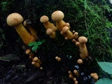 Gymnopilus luteus image