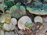 Lactarius atroviridis image