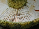 Lactarius atroviridis image