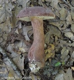 Tylopilus rubrobrunneus image