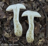 Tylopilus rubrobrunneus image