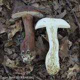 Tylopilus rubrobrunneus image