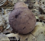 Tylopilus rubrobrunneus image