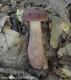 Tylopilus rubrobrunneus image