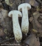 Tylopilus rubrobrunneus image