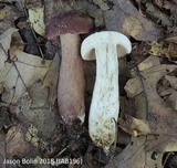 Tylopilus rubrobrunneus image