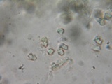 Sarcodon stereosarcinon image