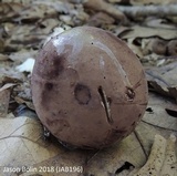Tylopilus rubrobrunneus image